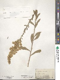 Solidago nemoralis image