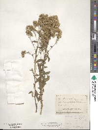 Solidago nemoralis image