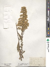 Solidago nemoralis image