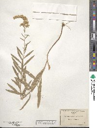 Solidago nemoralis image