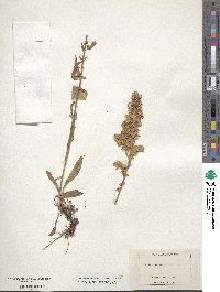 Solidago nemoralis image