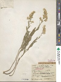 Solidago nana image