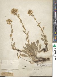 Solidago nana image