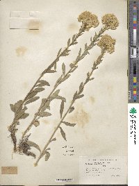 Solidago nana image