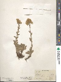 Solidago nana image