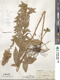 Solidago uliginosa image