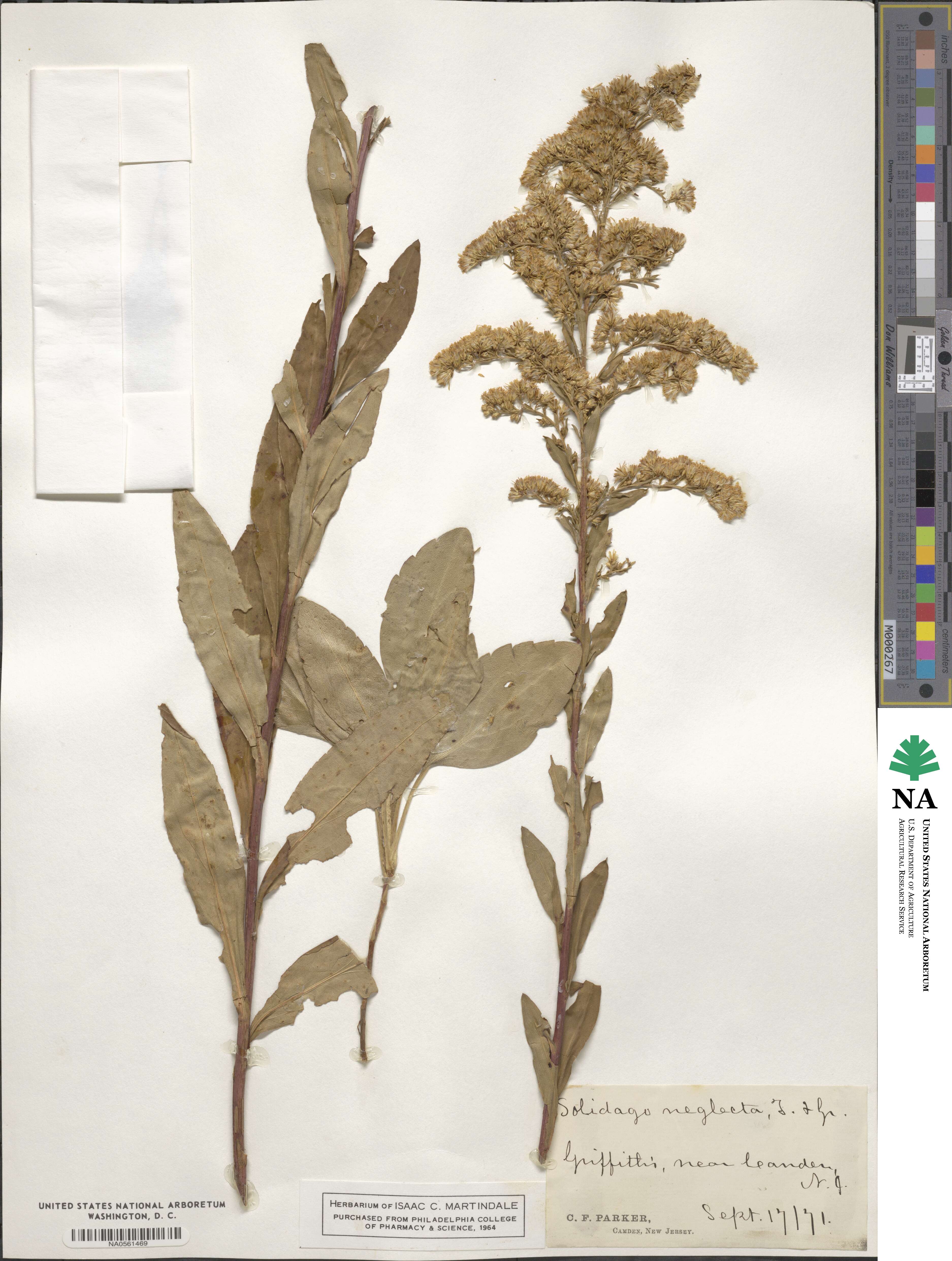 Solidago uliginosa image