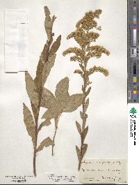 Solidago uliginosa image