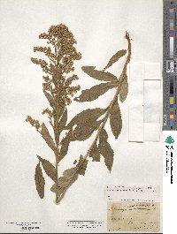 Solidago uliginosa image