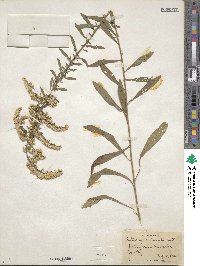 Solidago nemoralis image