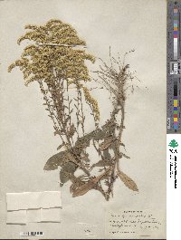 Solidago nemoralis image