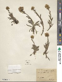 Solidago multiradiata image