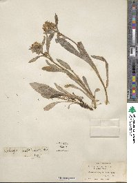 Solidago multiradiata image