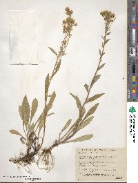 Solidago multiradiata image