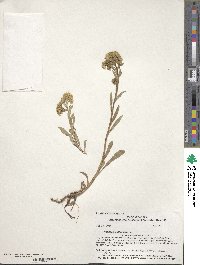 Solidago multiradiata image