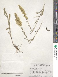 Solidago nemoralis image