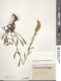 Solidago nemoralis image