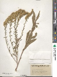 Solidago nemoralis image