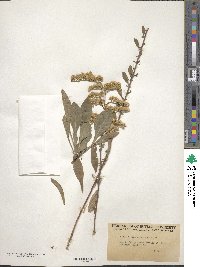 Solidago nemoralis image