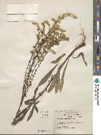 Solidago nemoralis image