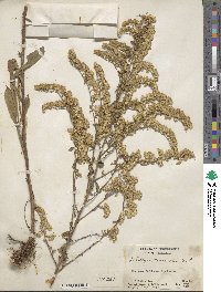 Solidago nemoralis image