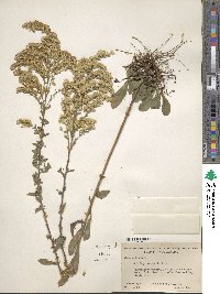 Solidago nemoralis image