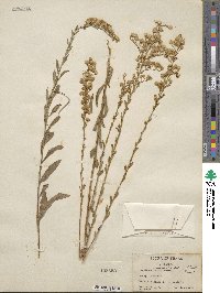 Solidago nemoralis image