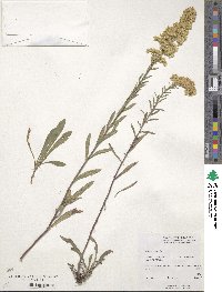 Solidago nemoralis image