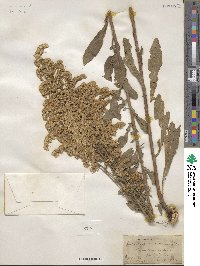 Solidago nemoralis image