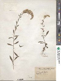 Solidago nemoralis image