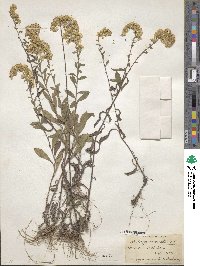 Solidago nemoralis image