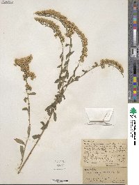 Solidago nemoralis image