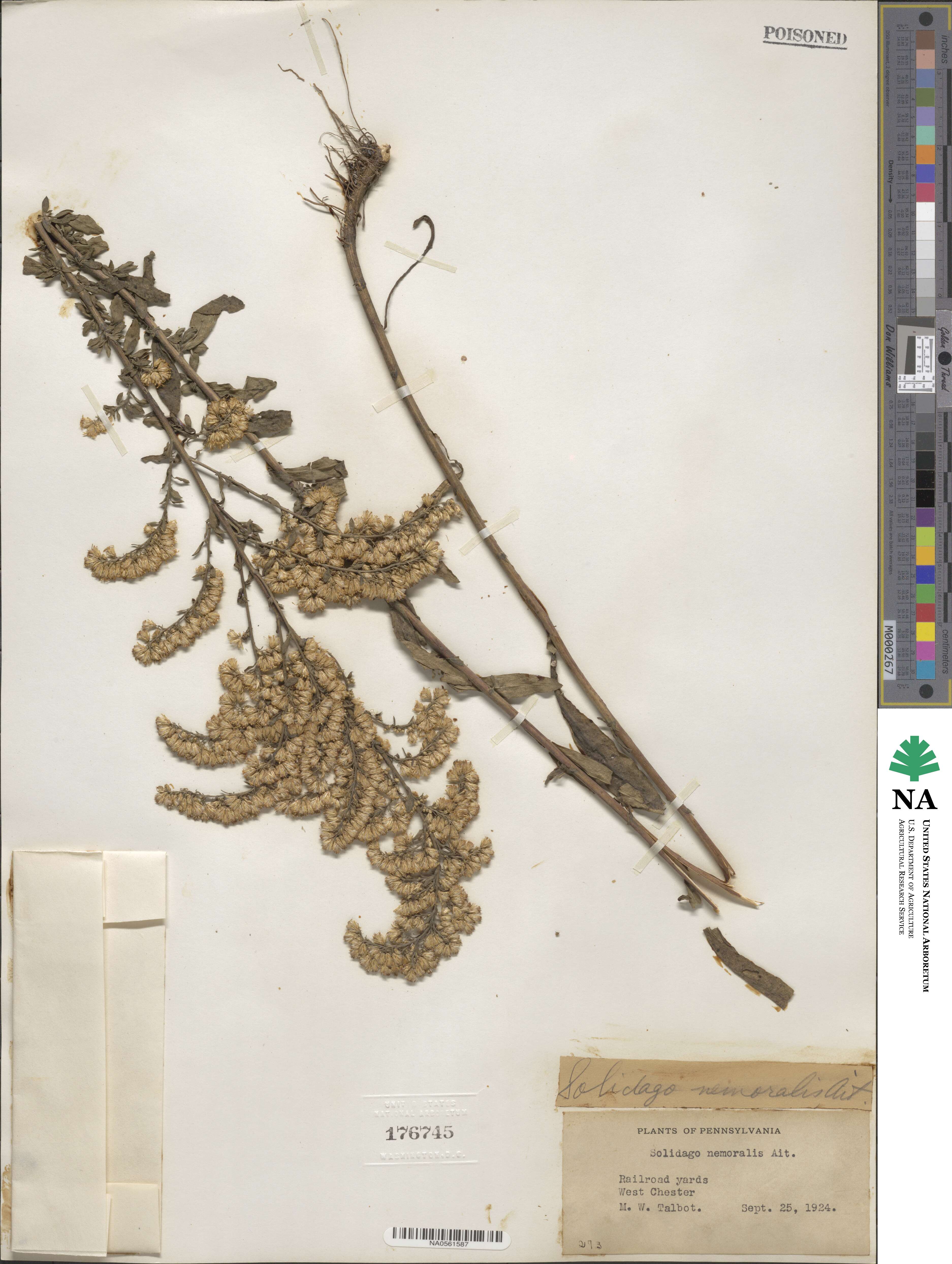 Solidago nemoralis image