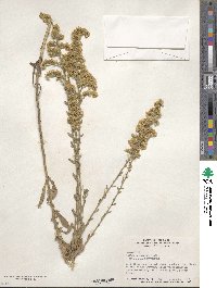 Solidago nemoralis image