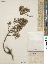 Dendrophorbium americanum image