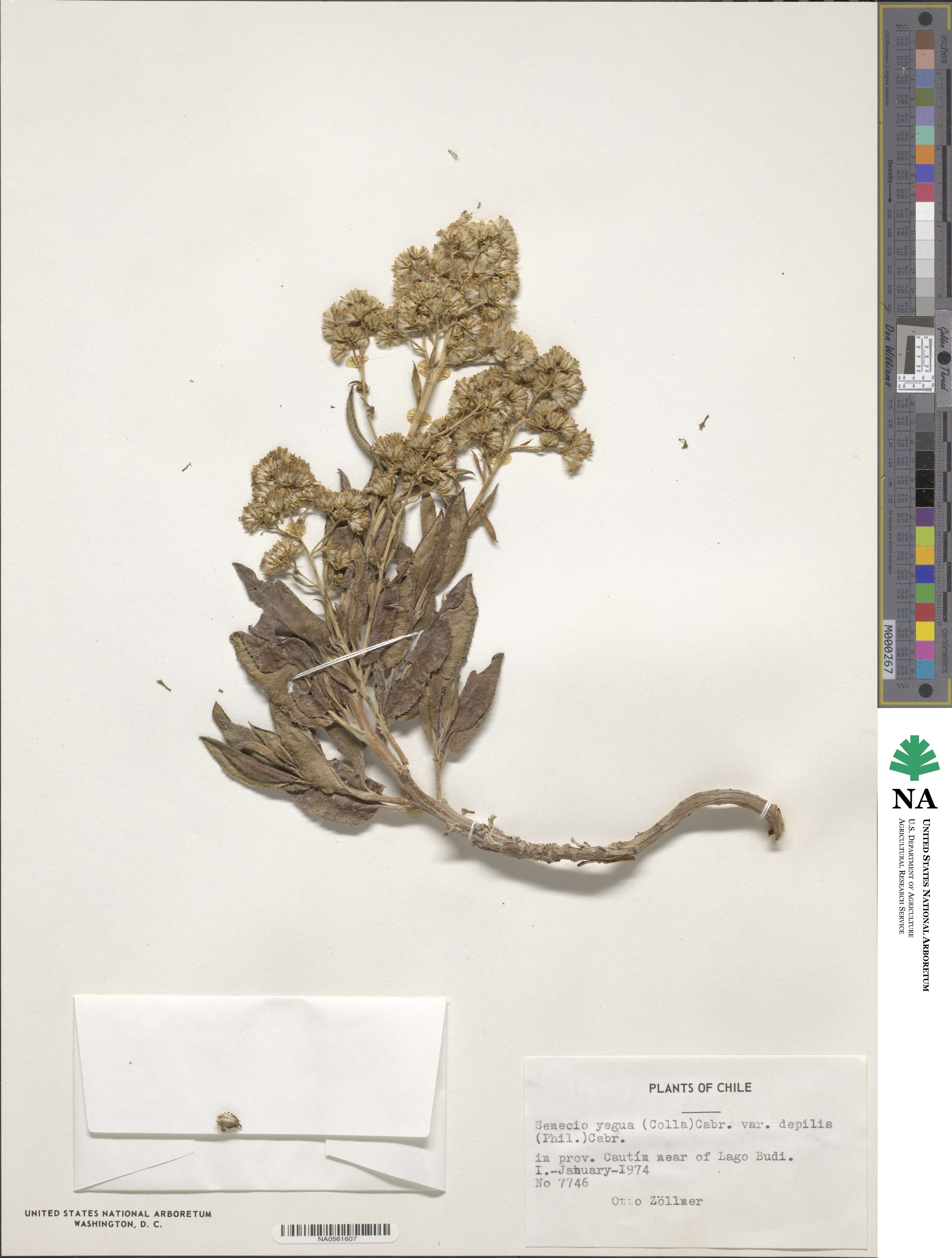 Acrisione denticulata image