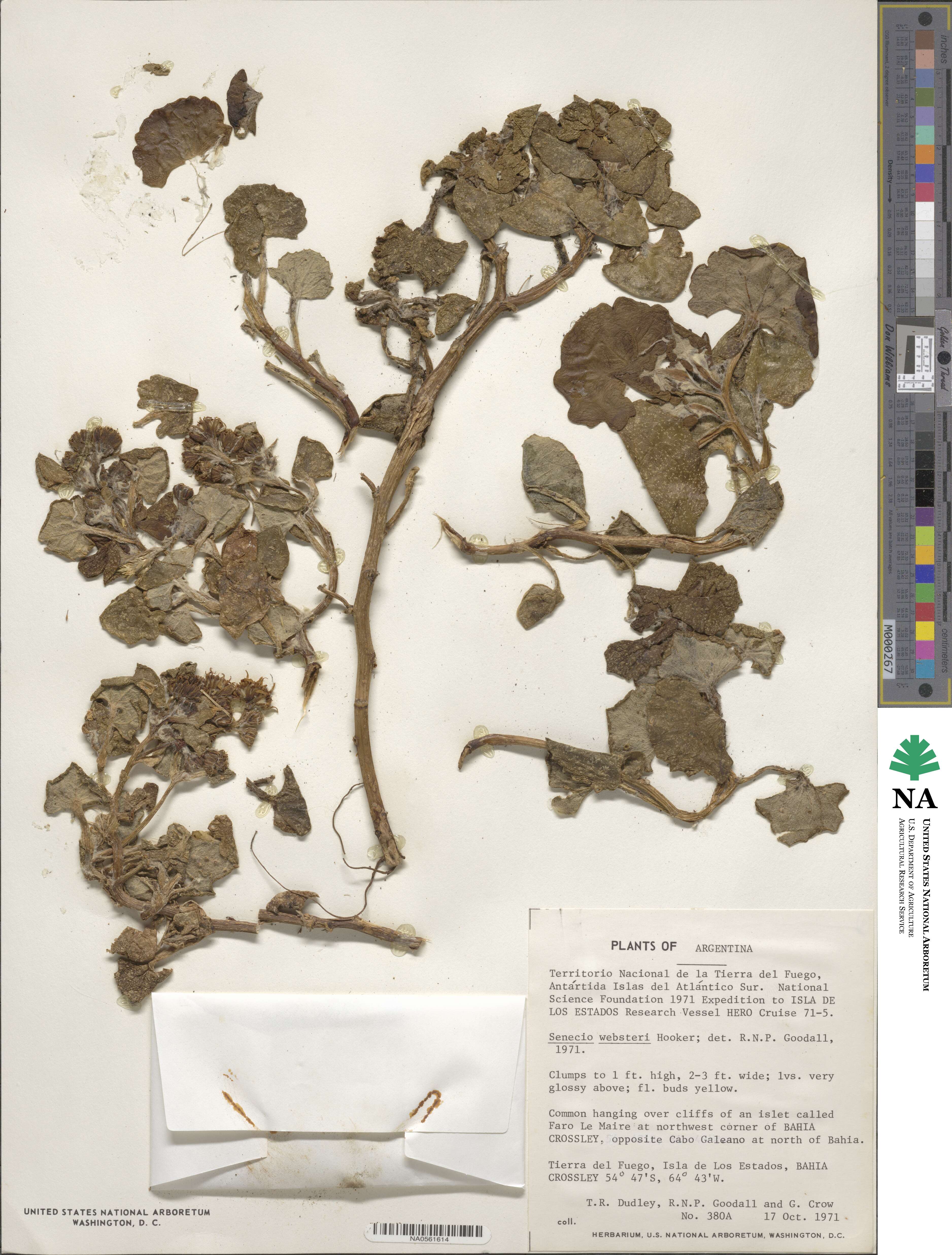 Senecio websteri image