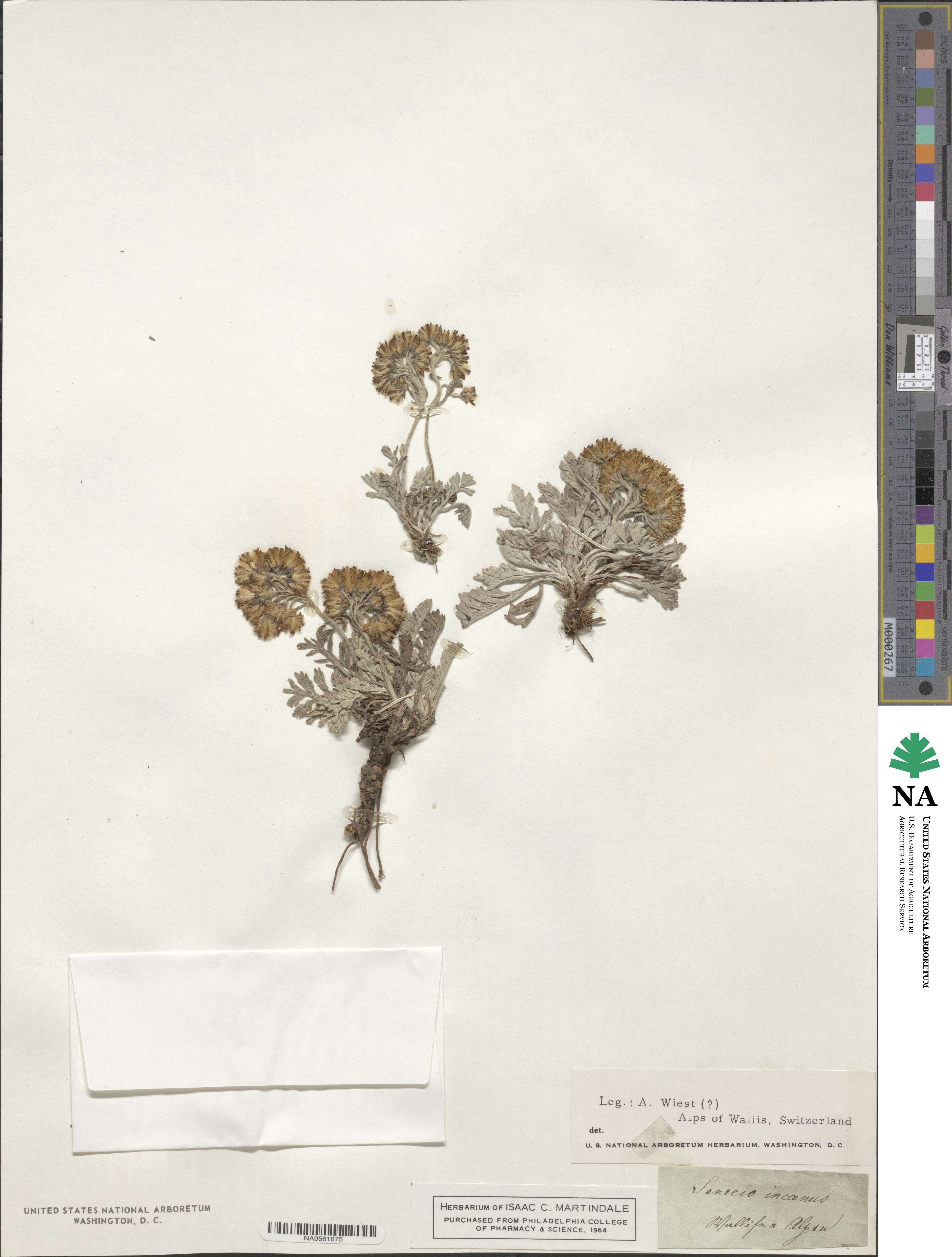 Senecio incanus image