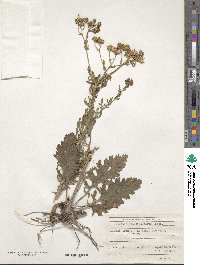 Jacobaea erucifolia image