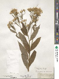 Senecio ovatus subsp. ovatus image