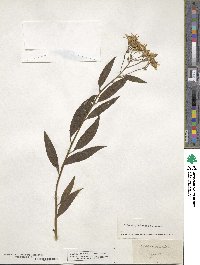 Senecio ovatus subsp. ovatus image