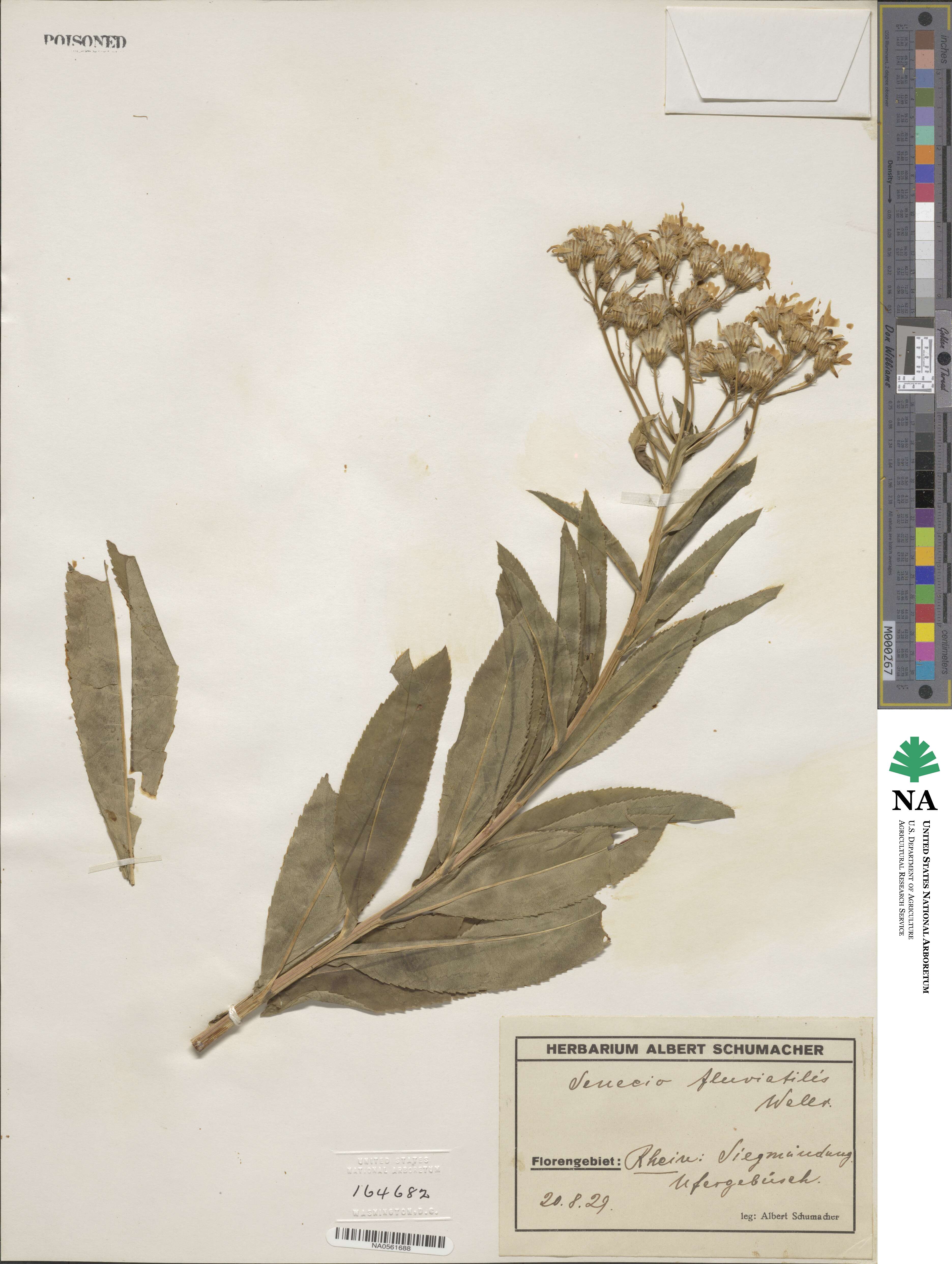 Senecio sarracenicus image