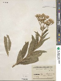 Senecio sarracenicus image