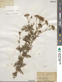 Senecio erucifolius image