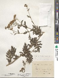 Senecio erucifolius image