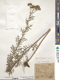 Senecio erucifolius image