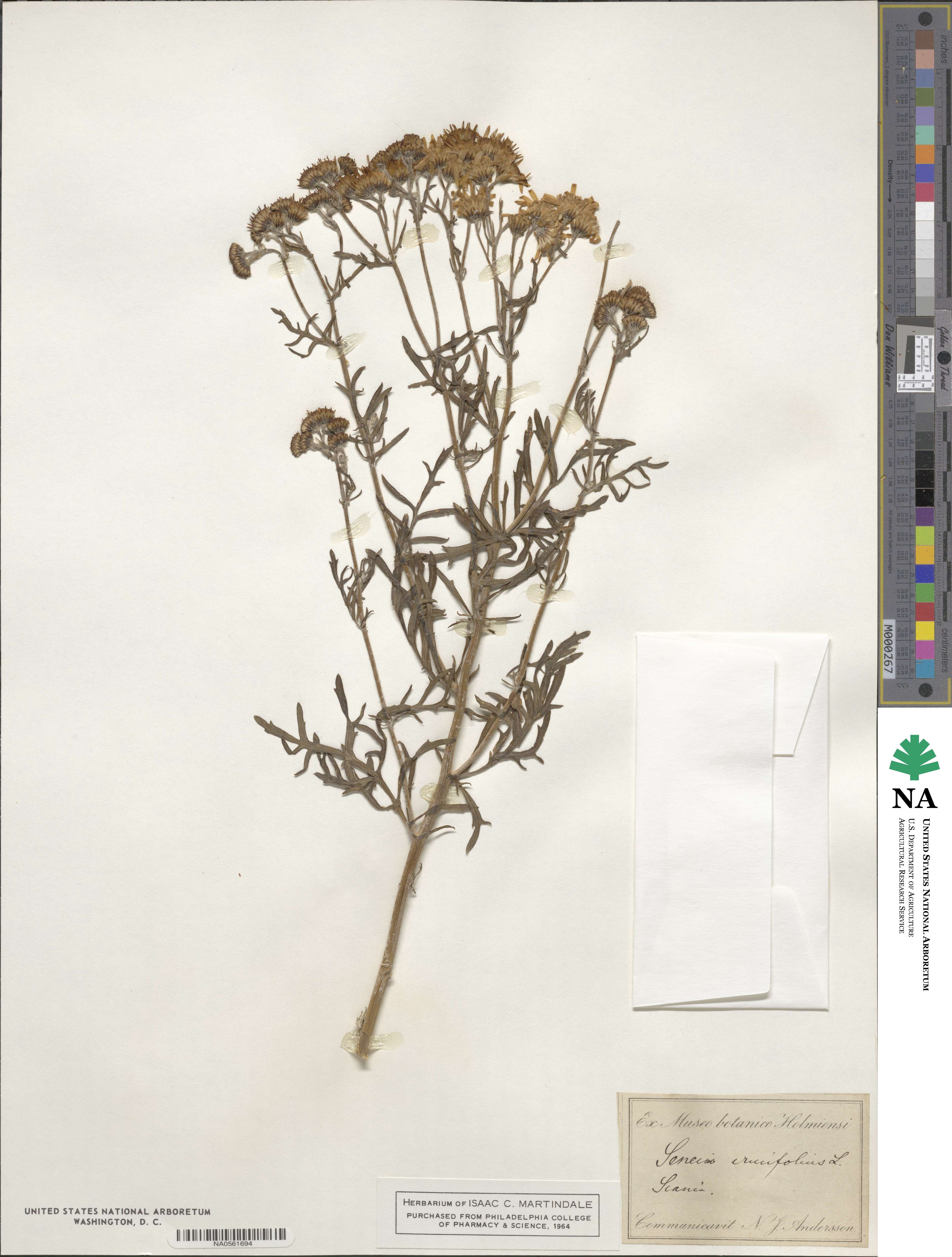 Senecio erucifolius image