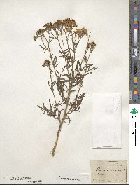 Senecio erucifolius image