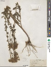 Senecio erucifolius image