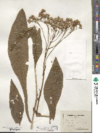 Senecio doronicum image